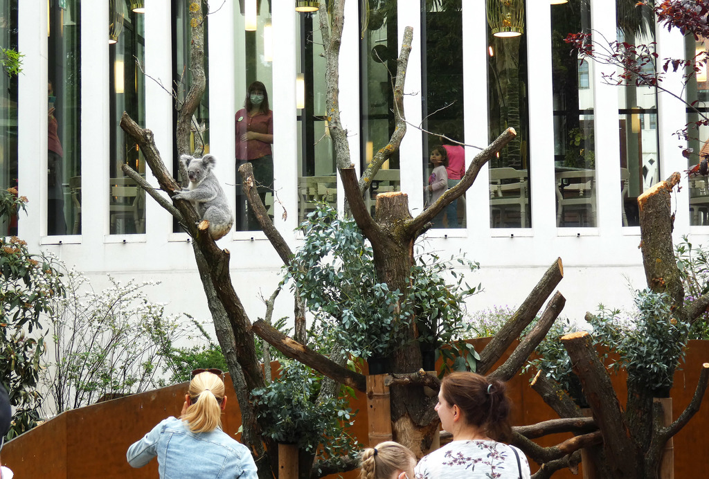 Direkt am Restaurant Palmensaal - das neue Koala-Gehege