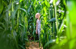Neues Maislabyrinth im Erlebnis-Dorf in Zirkow