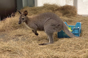 Känguru im Serengeti-Park Hodenhagen angekommen