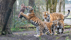 Nachwuchs bei den Sibirischen Tigern im Serengeti-Park