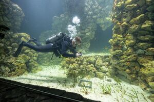 Burgers’ Zoo baut weltweit größtes Seegras-Aquarium auf