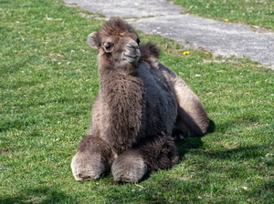 Radklassiker Eschborn-Frankfurt
- An- und Abfahrtzeiten Opel-Zoo