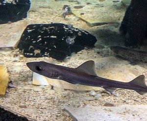 Im SEA LIFE Berlin wurden 10 Haibabys geboren