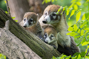 10 Nasenbären-Jungtiere erobern den Tiergarten Schönbrunn