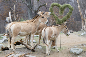 Tiergarten Schönbrunn lädt zum Valentinstag mit 2-für-1-Aktion und Führung