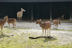 Goldener Herbst in Hellabrunn