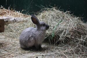 Neue Marderkaninchen im Mühlendorf