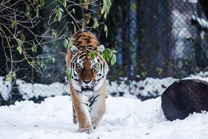 Winterlicher Tierpark Hellabrunn wieder geöffnet

 