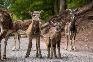 Tierisch viel Nachwuchs im Wildparadies Tripsdrill