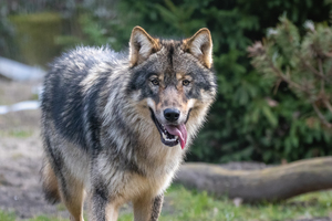 Die Rückkehr der Wölfe im Zoo Berlin