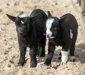Saisonstart 2023 in Zoo und Tierpark Berlin