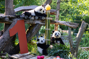 Tierische Inventur im Zoo und Tierpark Berlin mit Licht und Schatten