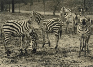 90 Jahre Zoo Duisburg: Thementag rund um Zebras, Erdmännchen und Co.