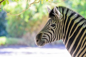 Rüssel, Pfoten, Streifen: Besonderer Erlebnistag im Zoo Duisburg