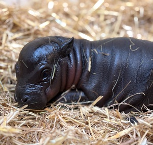 Klein, speckig und hochbedroht: Hippo-Nachwuchs im Zoo Duisburg