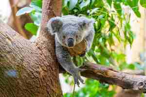 Neues Koalaweibchen „Kiri“ zieht Ende April in den Zoo Duisburg