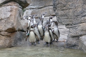 Zoo Frankfurt: Abschied von den Pinguinen - teilweise