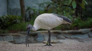In den Faust-Vogelhallen ist eine neue Art eingezogen: Hellaugenibisse
