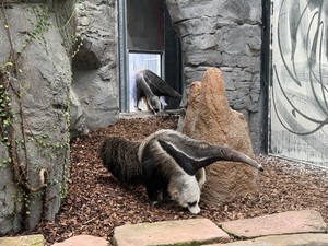 Zoo Frankfurt: Neue Innenanlage für Große Ameisenbären und Riesentukane