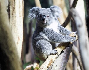 Neues Koala-Weibchen für Leipzig -
Erlinga aus dem Zoo Duisburg angekommen