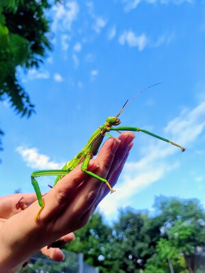 Entdeckertage für kleine und große Insektenfans im Zoo Leipzig