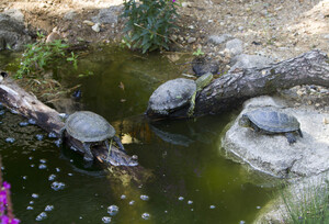 Zoo Leipzig: Neues Schildkrötengehege am Terrarium