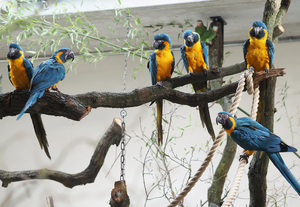 Noch 4 Wochen, dann wird es farbenprächtig im Zoo Leipzig