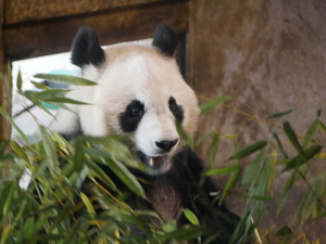 Ein Tag im Zoo Madrid