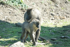 Zoo Osnabrück feiert „Drill-Tag“ am 4. Mai