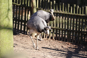 Vogelgrippe-Verdachtsfall im Zoo Osnabrück amtlich festgestellt
