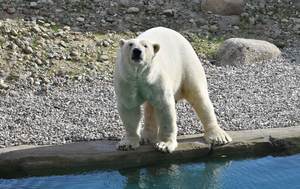 Eisbär Akiak kam aus den Niederlanden in den Zoo Rostock. Sein Vater sowie seine Großeltern sind Rostocker Eisbären