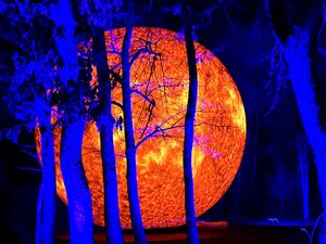 ZooLichtZauber: Stimmungsvolle Lichter im Zoo Rostock