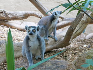 Kattas und Kronenmakis sind die neuen Tiere in der ZOOM Erlebniswelt