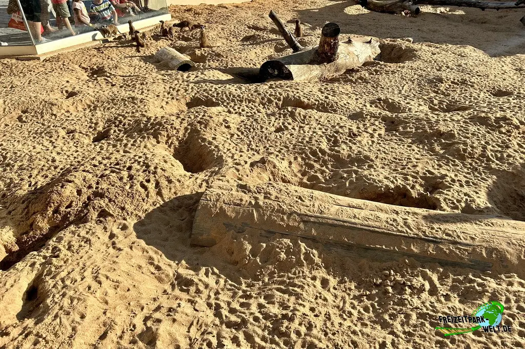 Erdmännchen im Edelwies - 2023