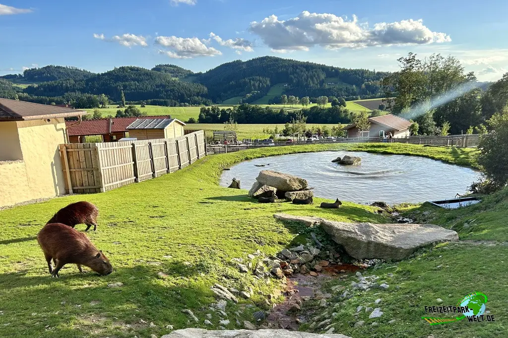 Wasserschwein / Capybara im Edelwies - 2023