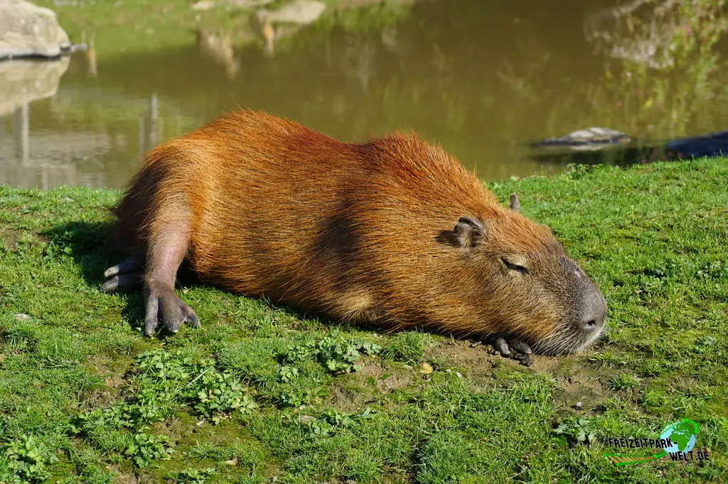 Wasserschwein / Capybara im Edelwies - 2023