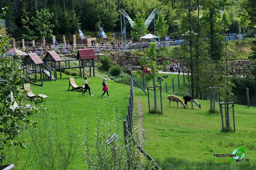 Alpaka im Edelwies - 2023