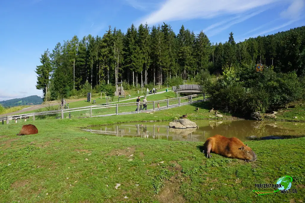 Wasserschwein / Capybara im Edelwies - 2023