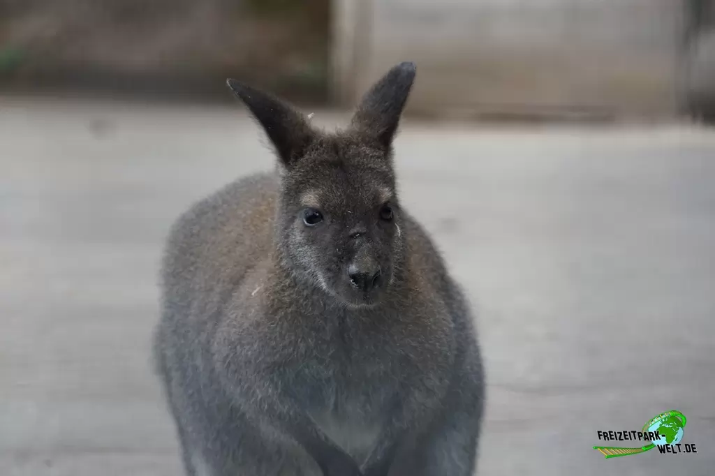 Känguru im Eifelpark - 2020