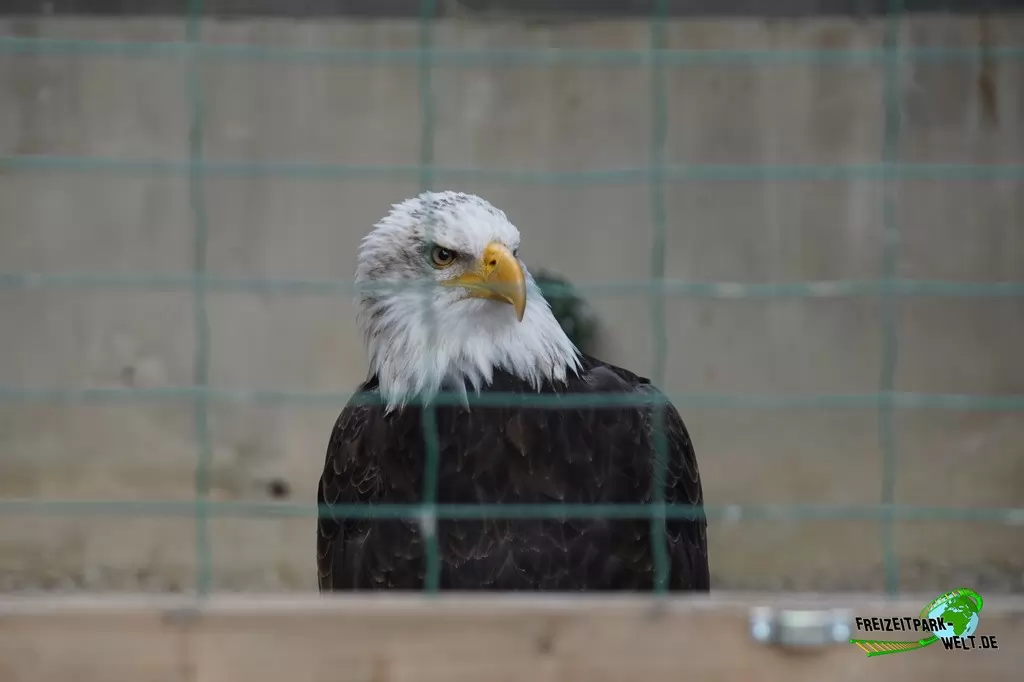 Wildpark im Eifelpark - 2020