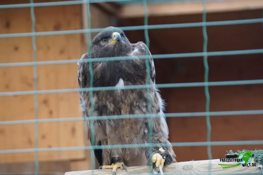 Wildpark im Eifelpark - 2020