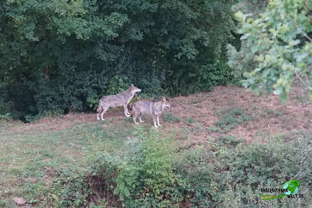 Wildpark im Eifelpark - 2020