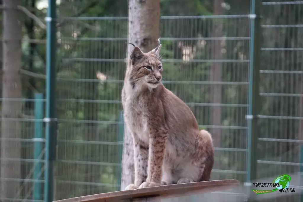 Luchs im Eifelpark - 2020