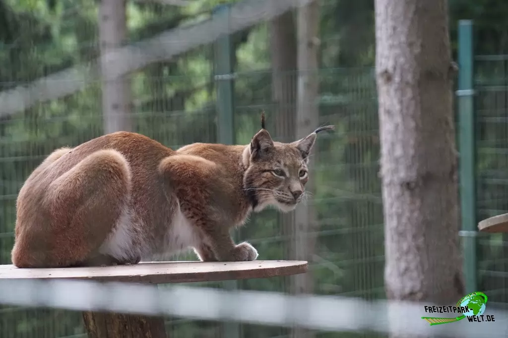 Luchs im Eifelpark - 2020