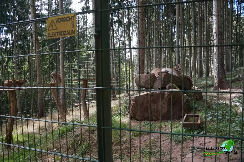 Luchs im Eifelpark - 2020
