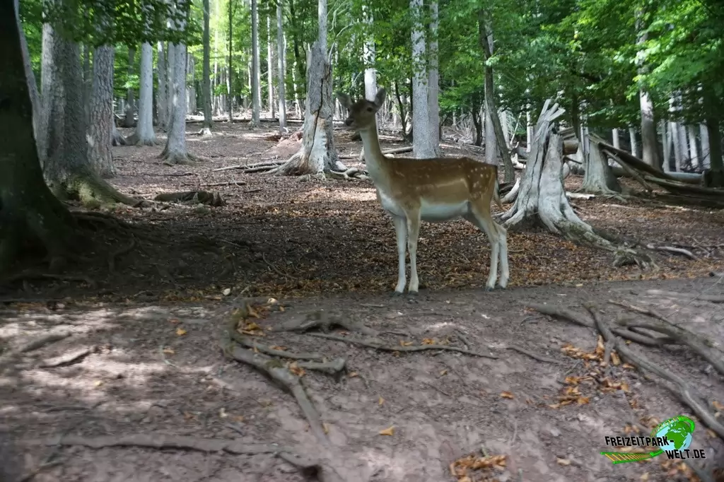 Wildpark im Eifelpark - 2020