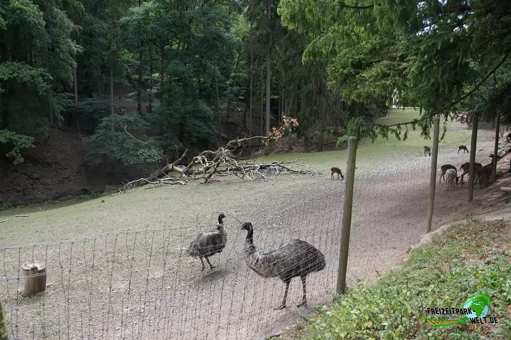 Nandu im Eifelpark - 2020