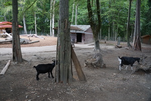 Wildpark - Eifelpark