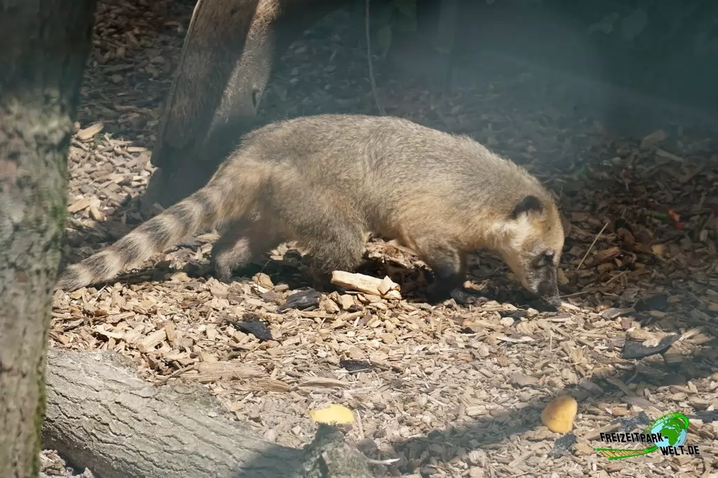 Nasenbär im Irrland - 2020