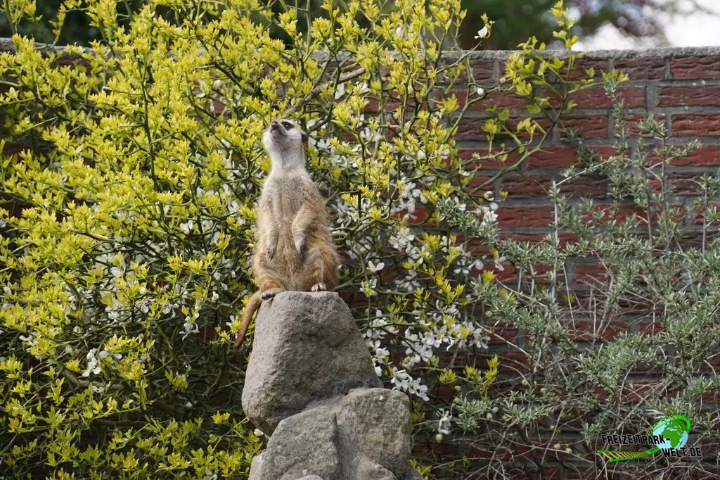 Erdmännchen im Jaderpark - 2022